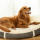 All Season Luxury Pet Beds